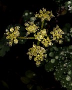 Lomatium martindalei 19-4941